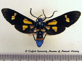 Euchromia guineensis